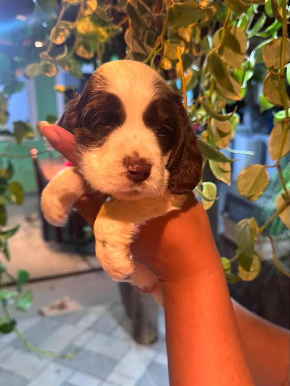 Filhote Macho Cocker Spaniel
