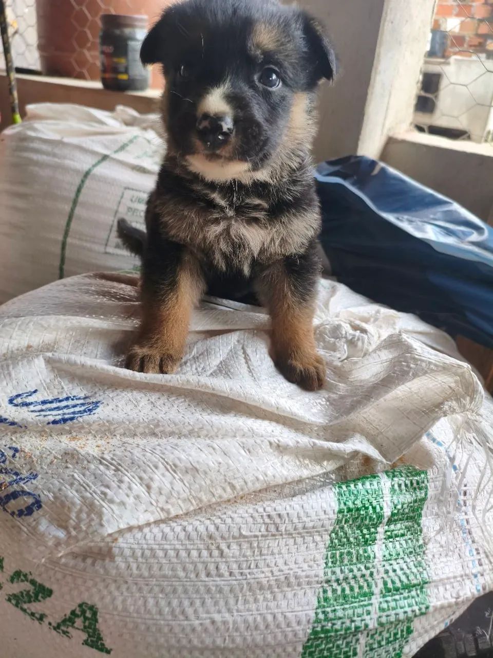 Cachorros pastor alemão  - Foto 2