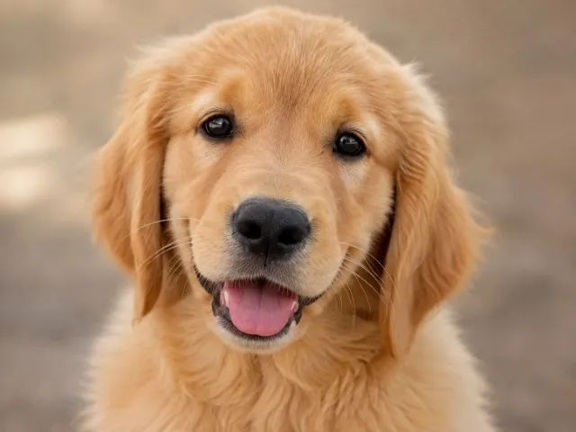Golden retriever lindo e saudavel 