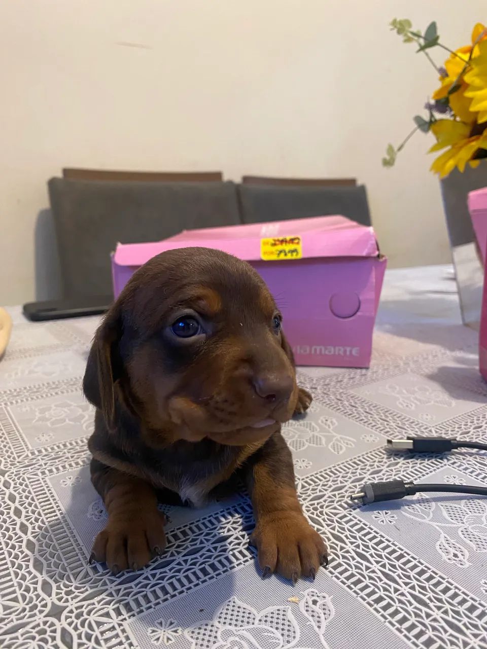 Fêmeas Teckel/ Salsicha - Foto 4