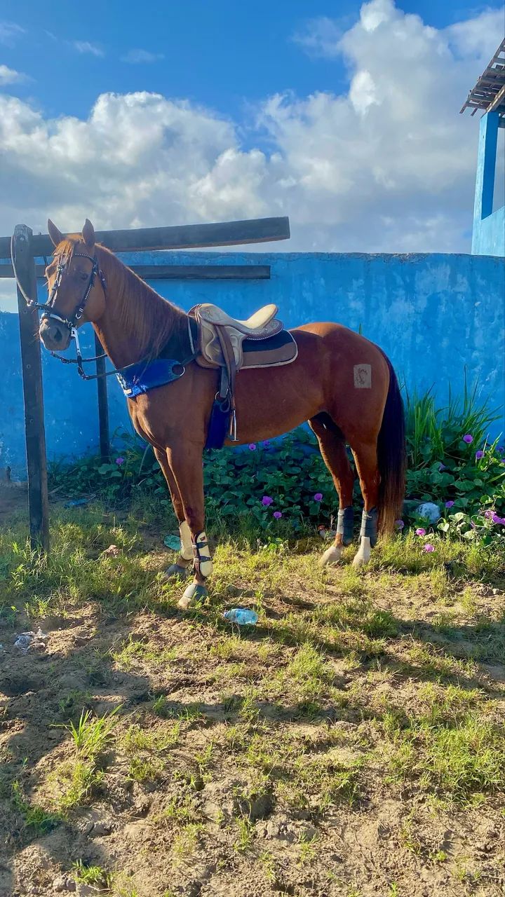 ?ANIMAL DE ESQUERDA A VENDA? - Foto 3