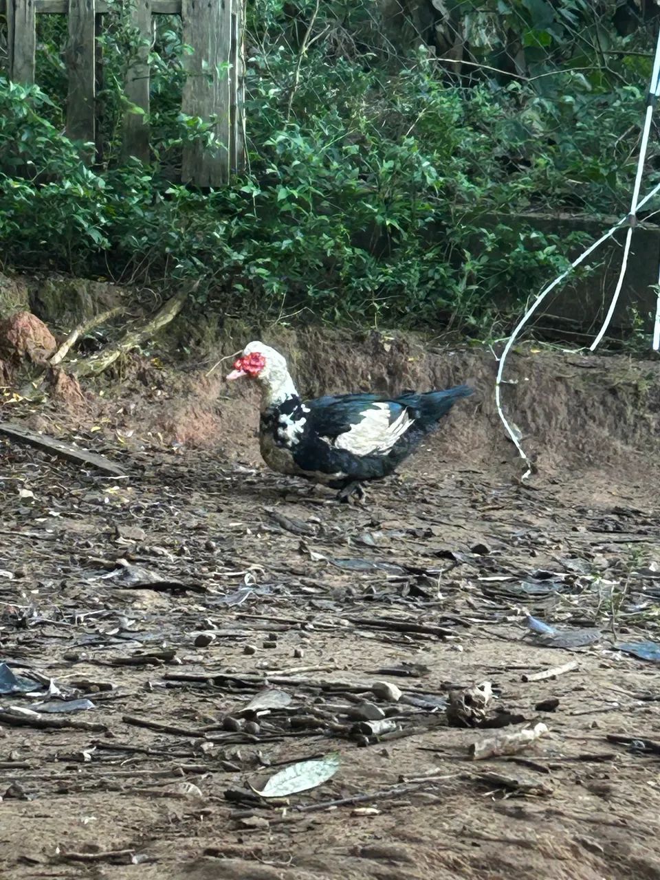 Vendo pato macho grande 