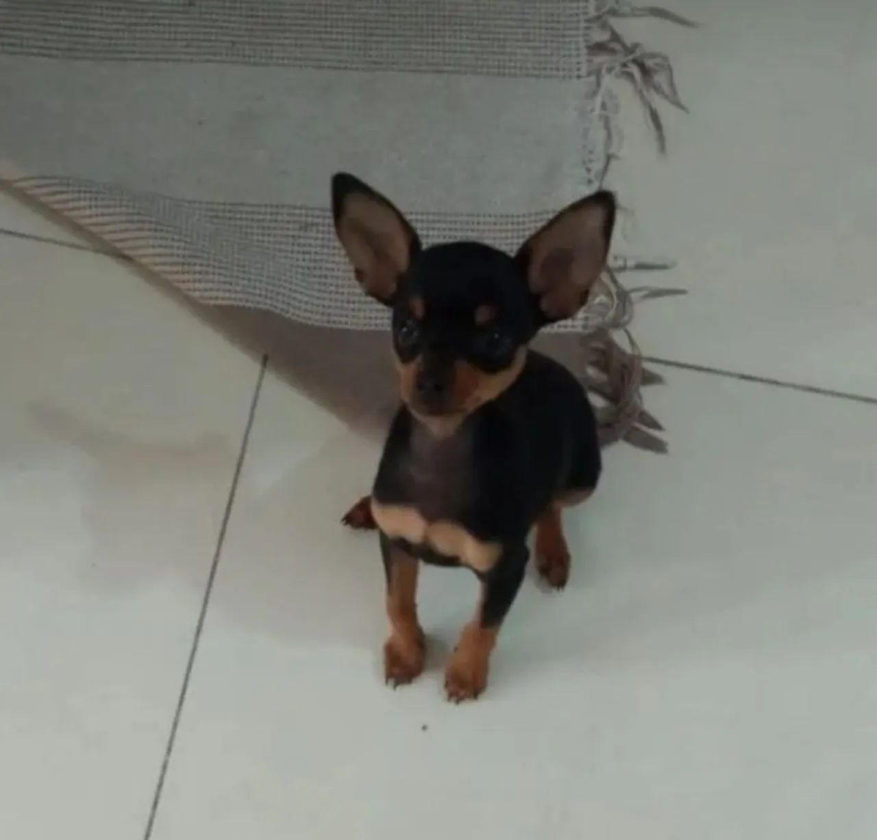 Pinscher