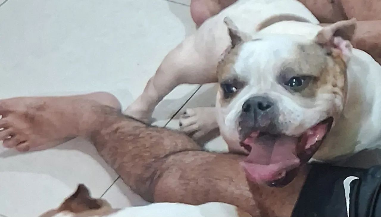 Vendo casal de American Bully micro  - Foto 4