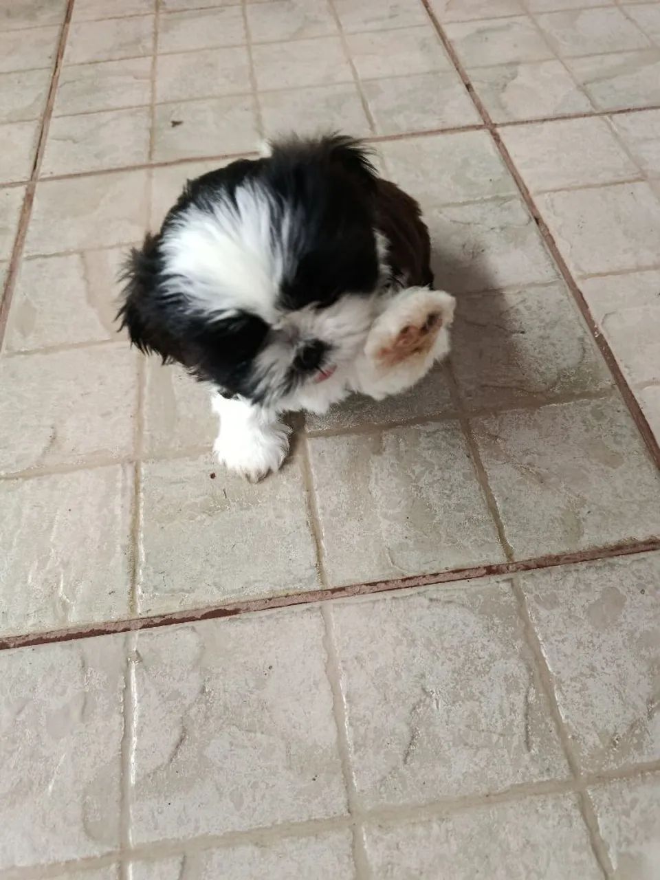 Filho de Shitzu  - Foto 2