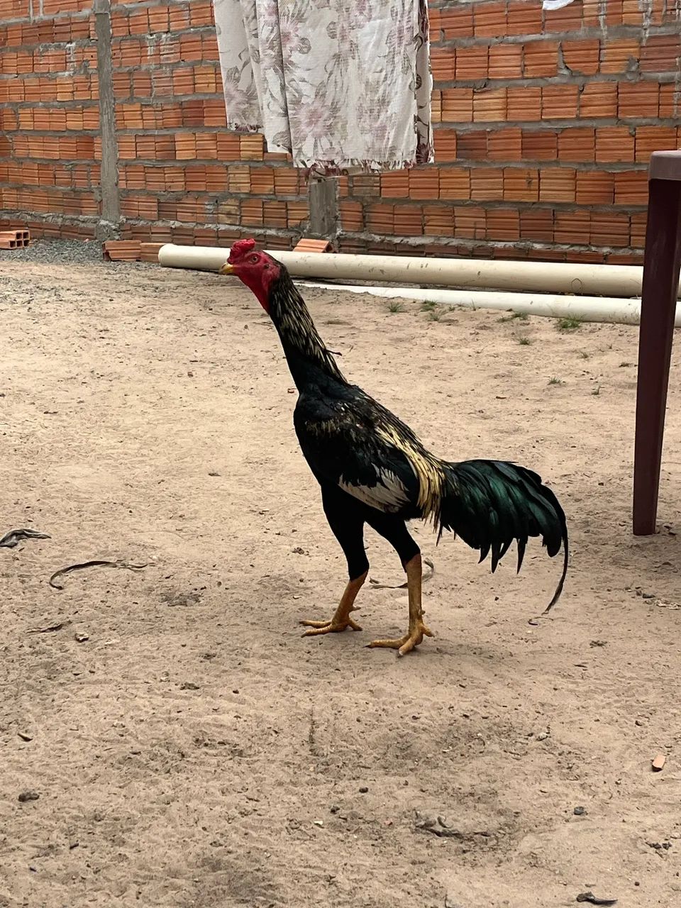 Frango Carioca de 9 meses