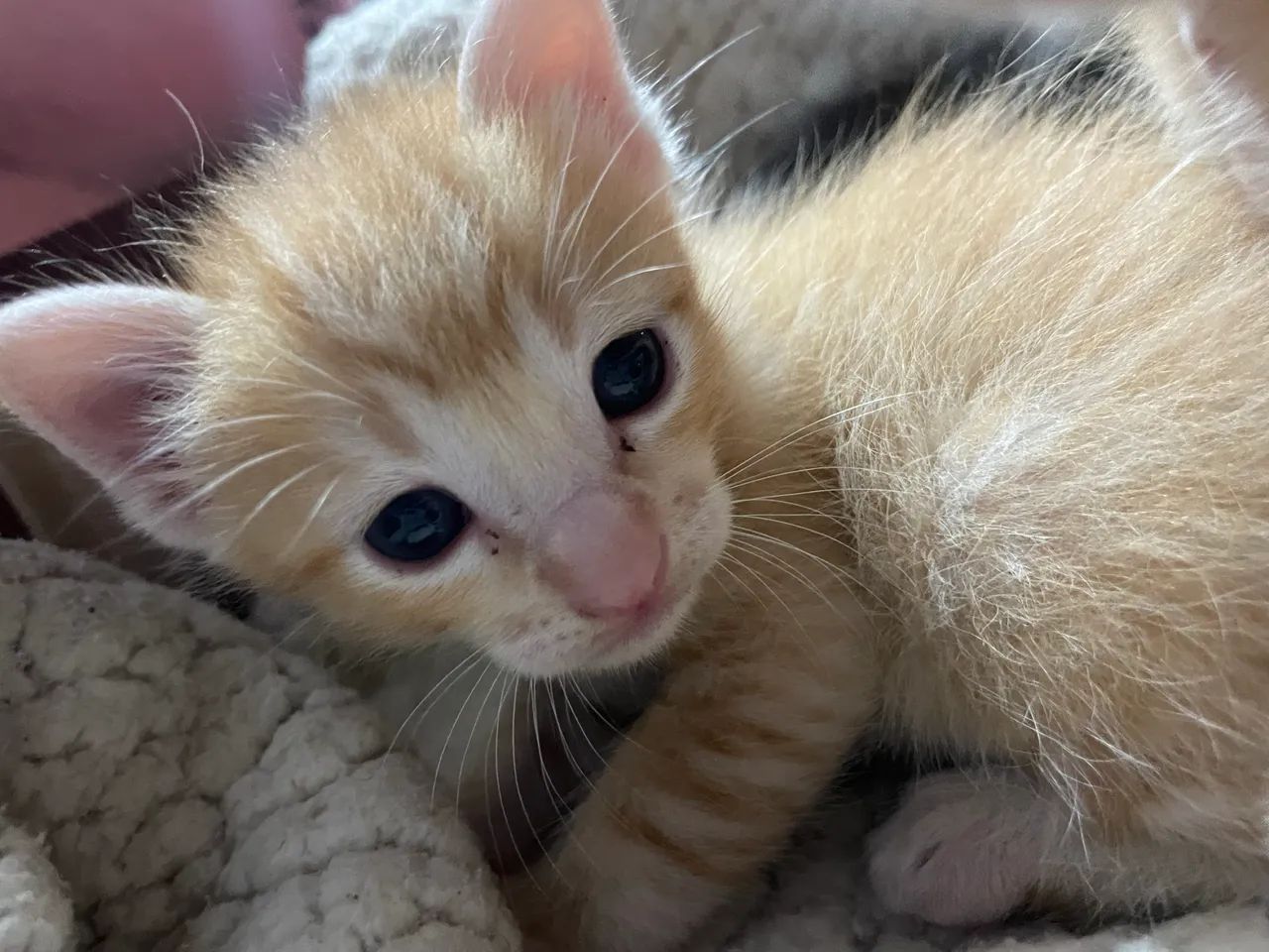 GATOS, ANGORÁS PRA VENDA 2 MACHOS E 1 FÊMEA SOU DE FERRAZ ZL