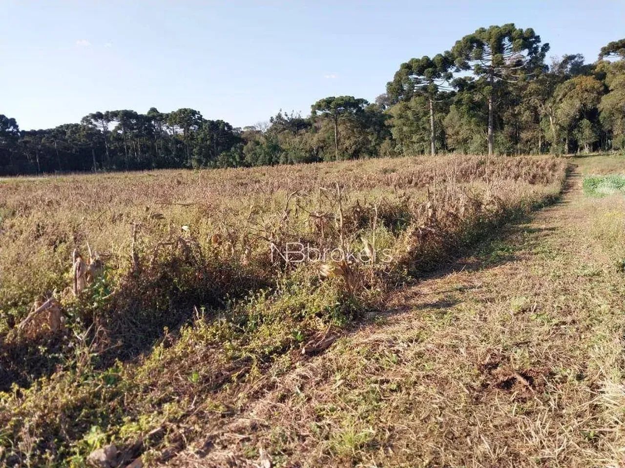 CHACARA /SJP/ NHOAIVA - Foto 2