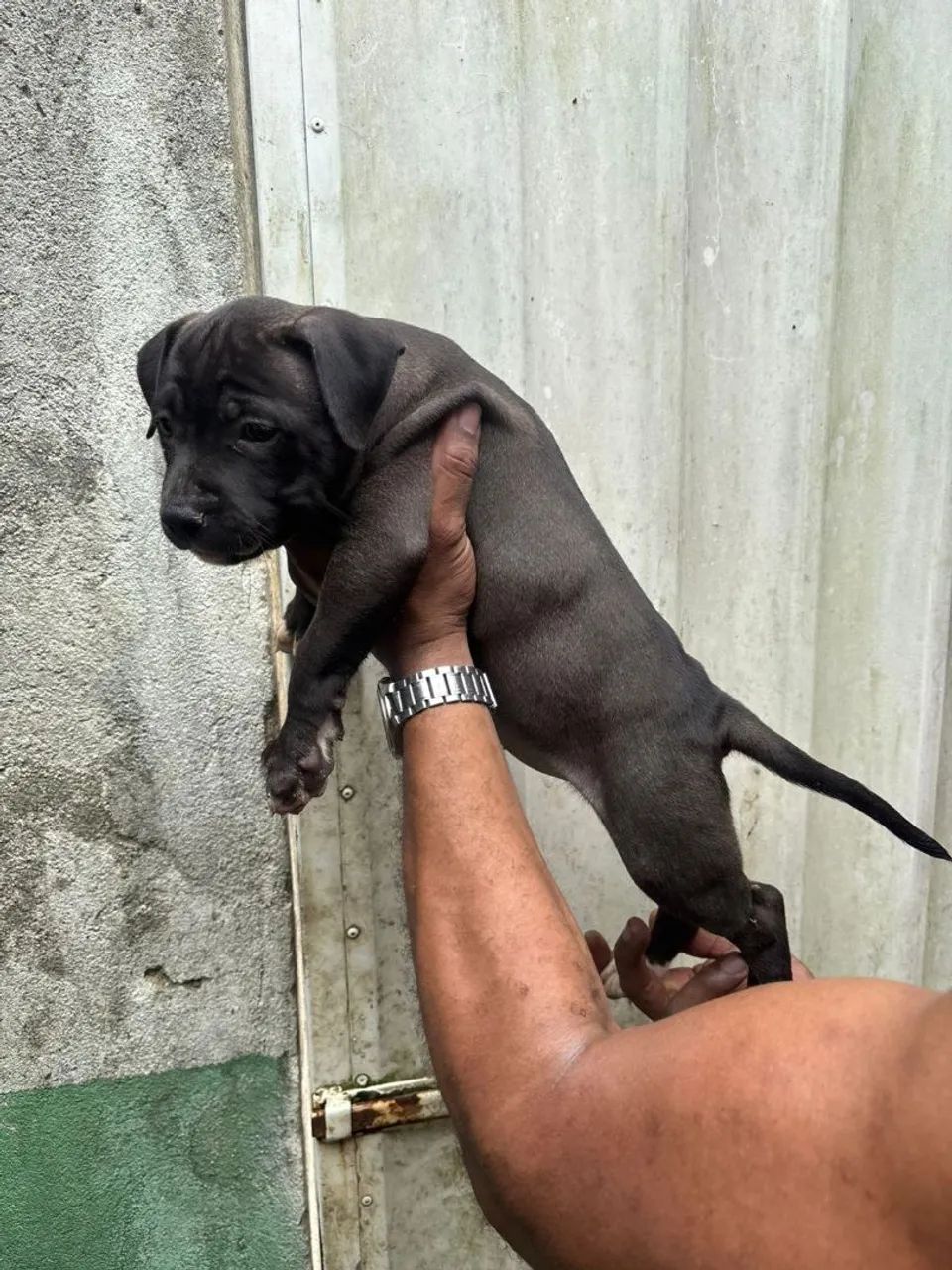 PITMONSTER, PITBULL - Foto 2