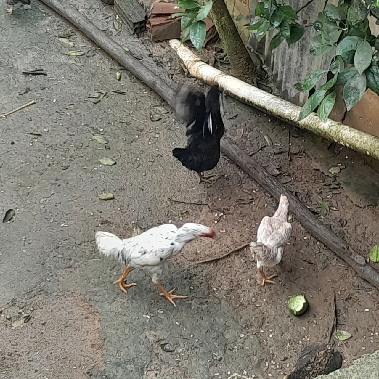 Galo é galinhas botando ja - Foto 5
