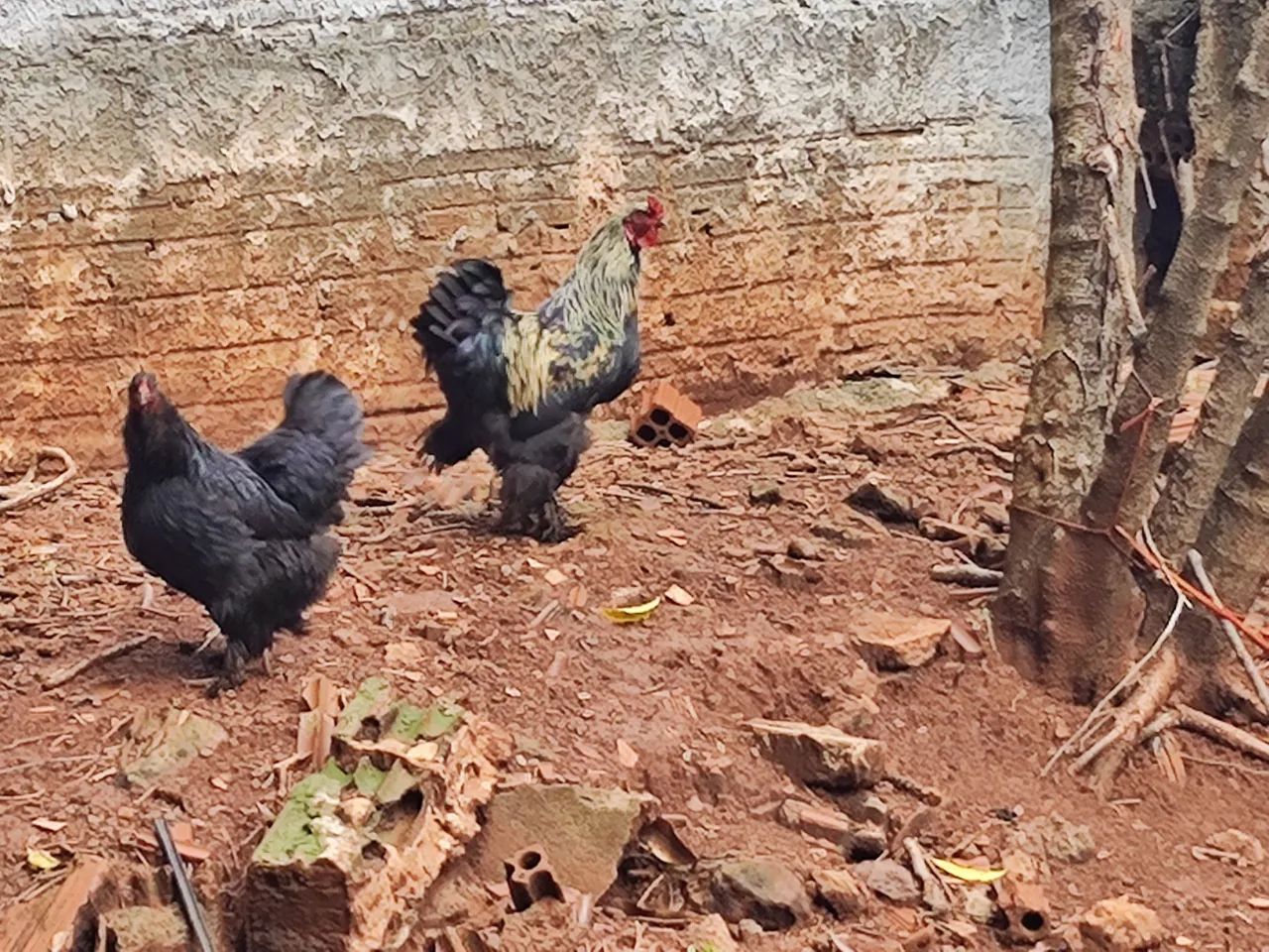 Galinha brama e peru macho - Foto 2