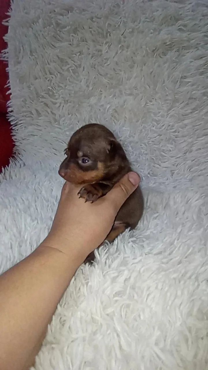 Pinscher zerinho macho( chocolate)