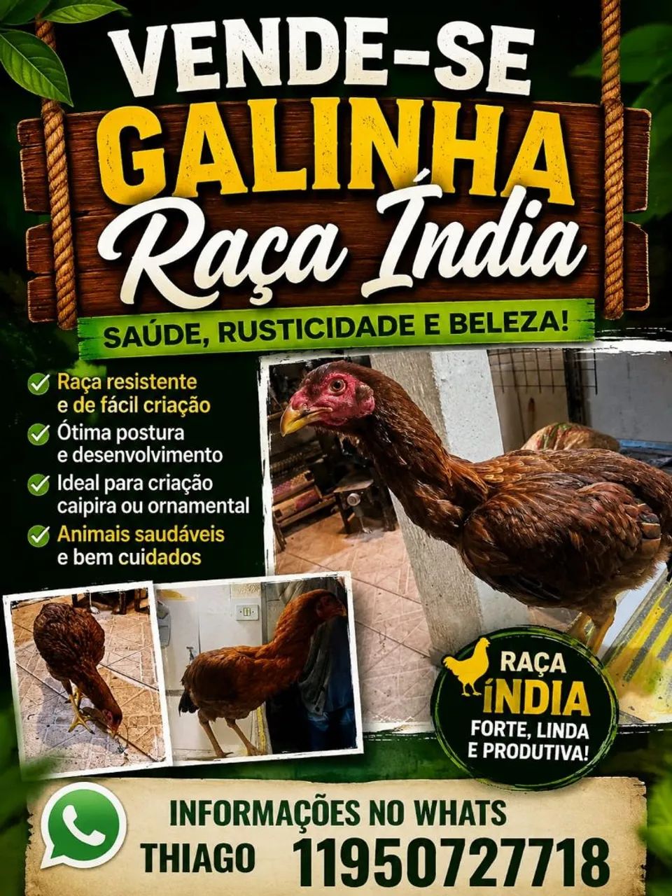 Vendas de galinhas e codornas 