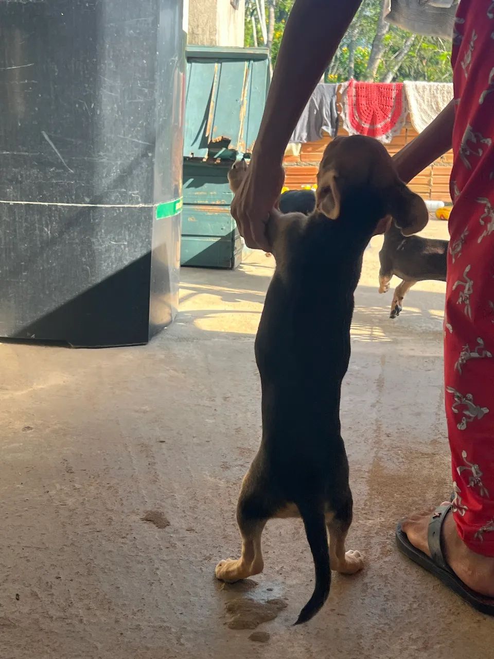 Pinscher N1 2meses - Foto 2