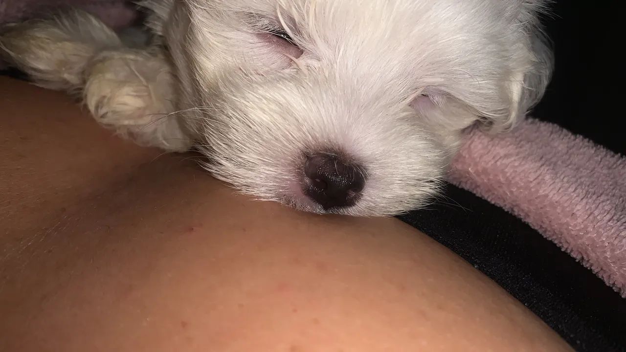 Pet maltês  - Foto 4