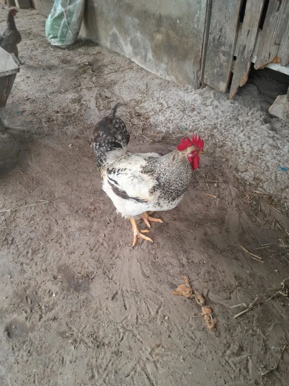 Vendo galo de capoeira