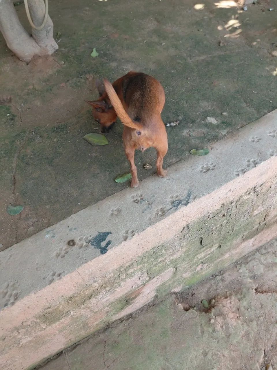 Pinscher  fêmea  - Foto 3