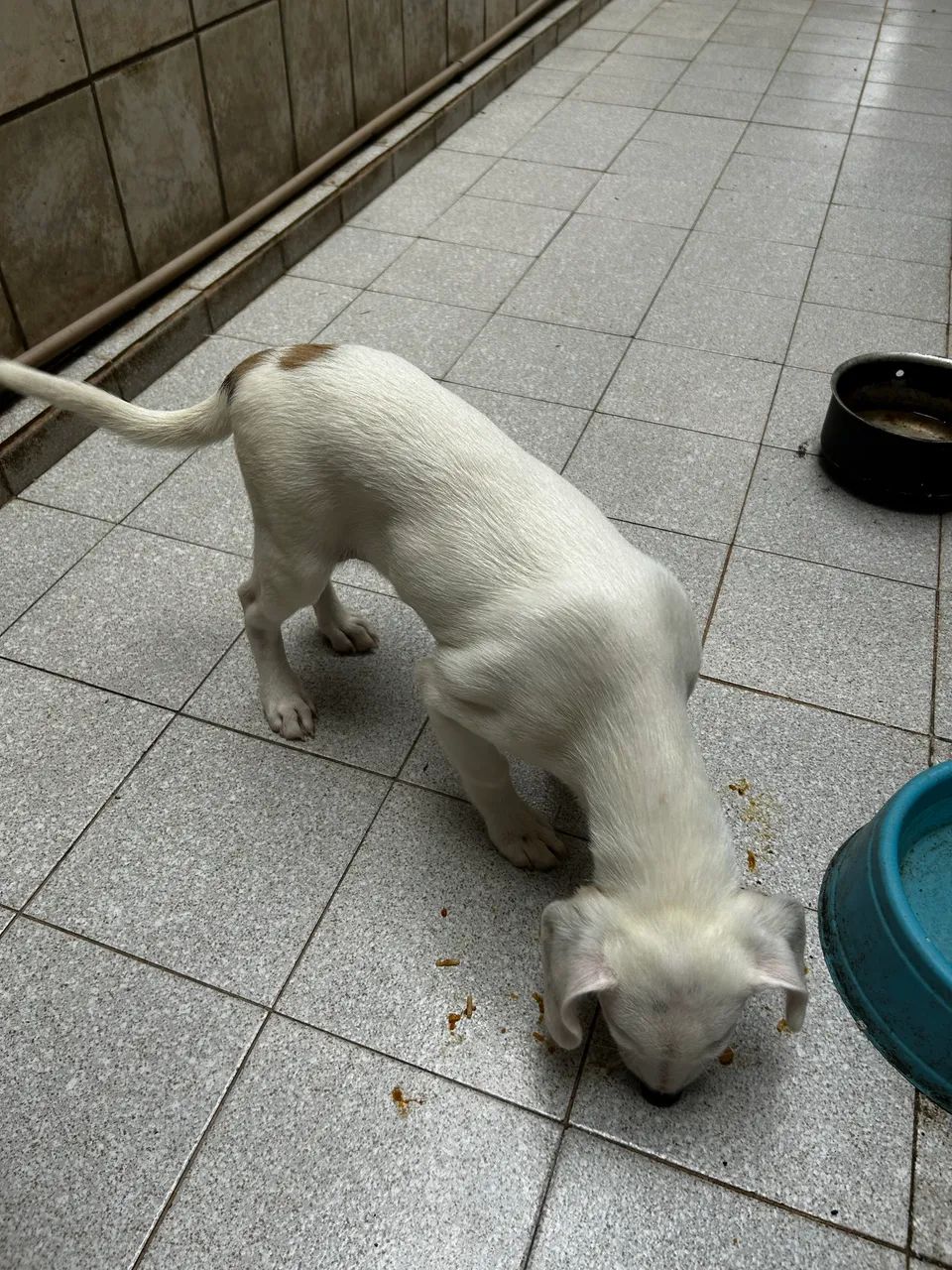 Cachorro adoção  - Foto 3