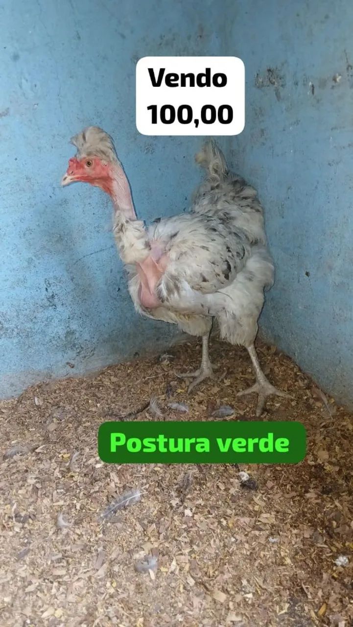 Galinhas  - Foto 4