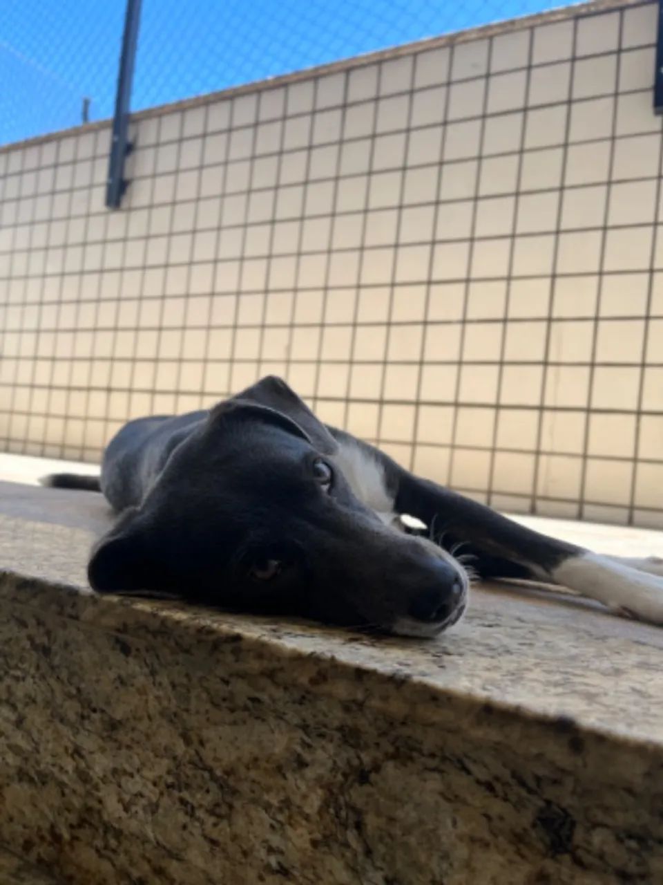 Adoção responsável cachorra fêmea 