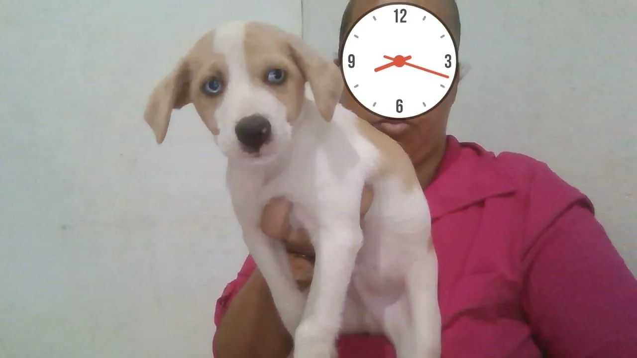 Cachorro filhote 3 meses  - Foto 4