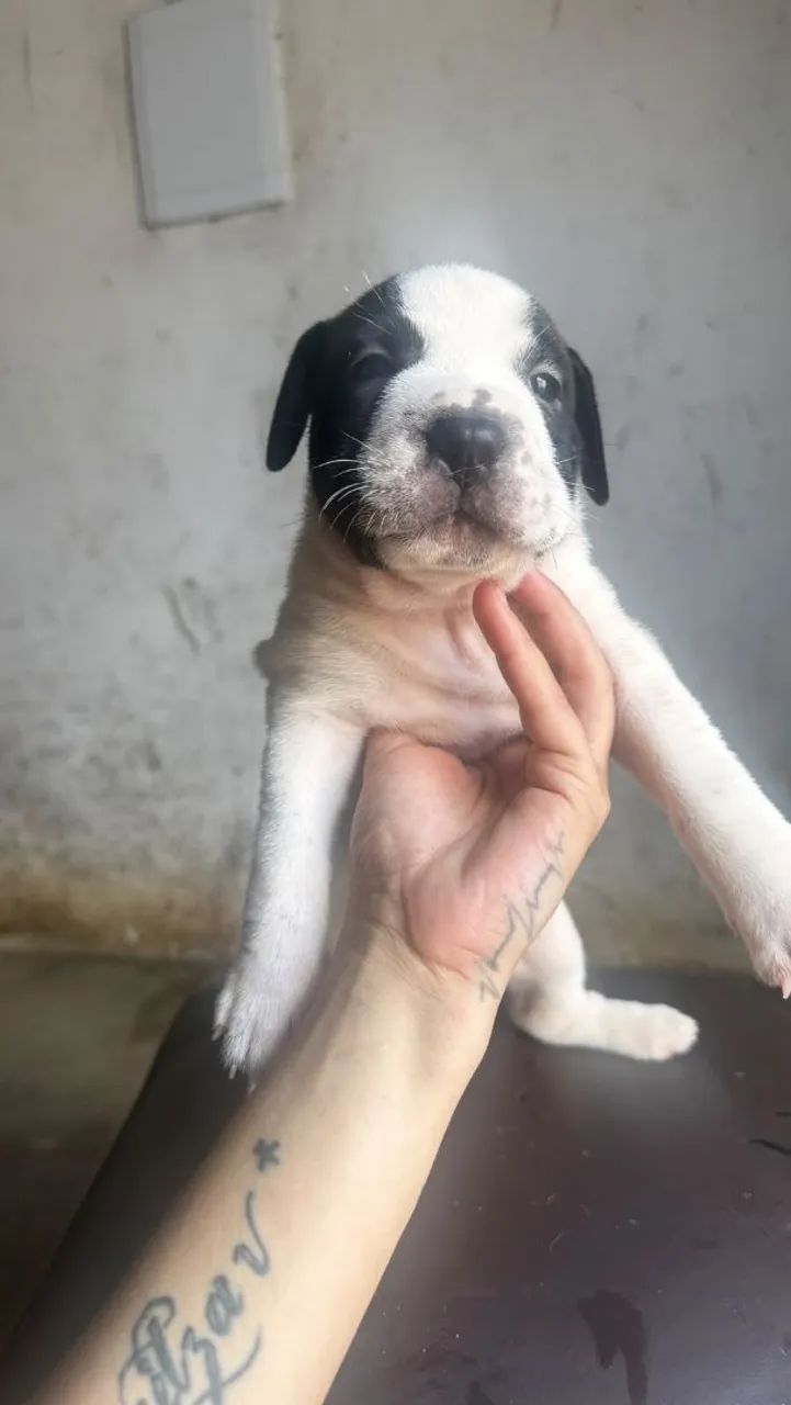 Vende-se lindos  cachorrihos - Foto 5