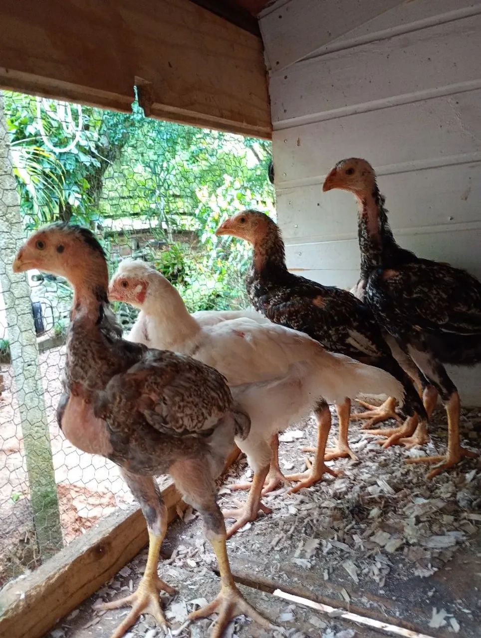 Pintos de índio gigante/ gsb - Foto 3