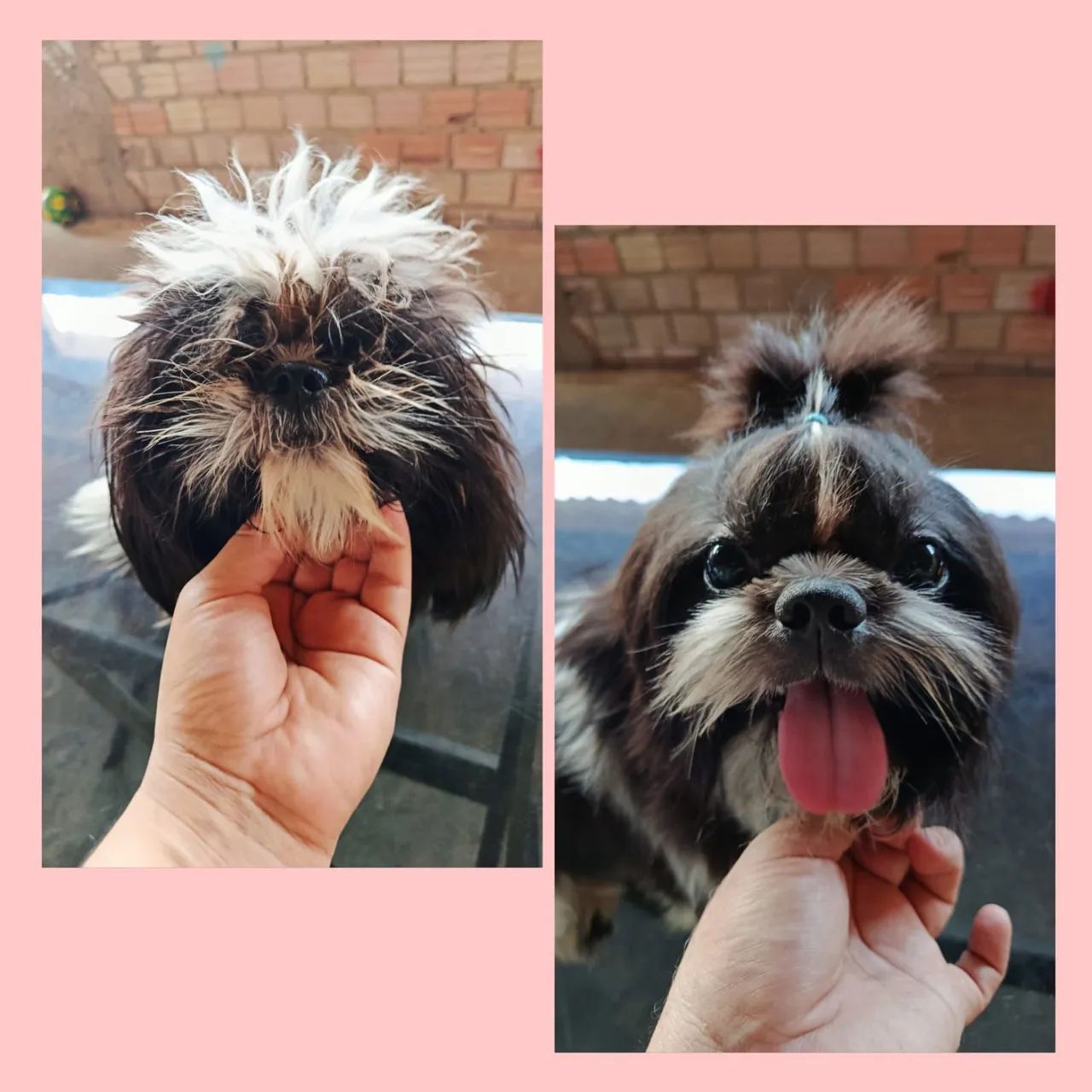 Banho e Tosa - Pet Nobre - Foto 2