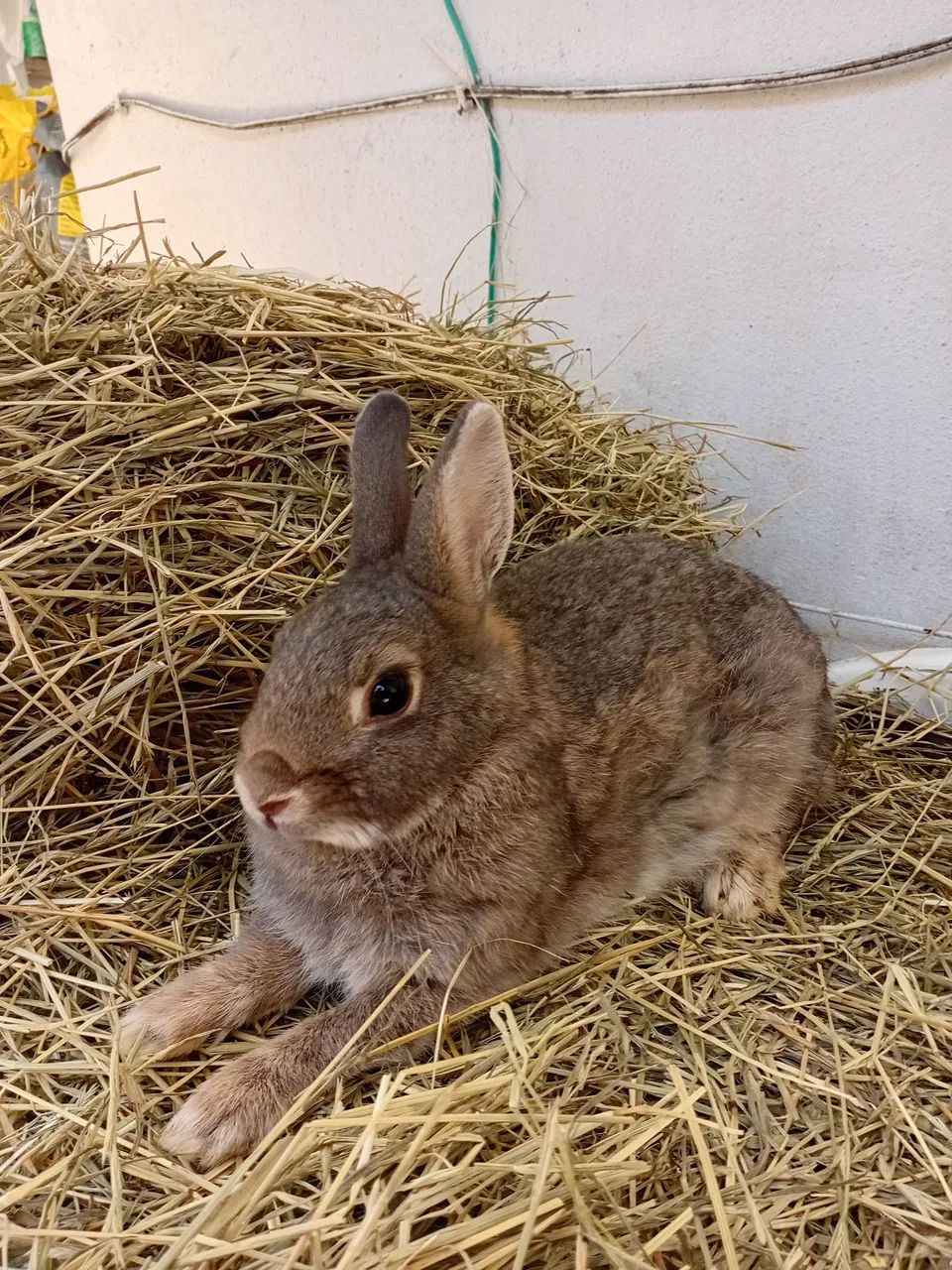 Netherland adulta  - Foto 2