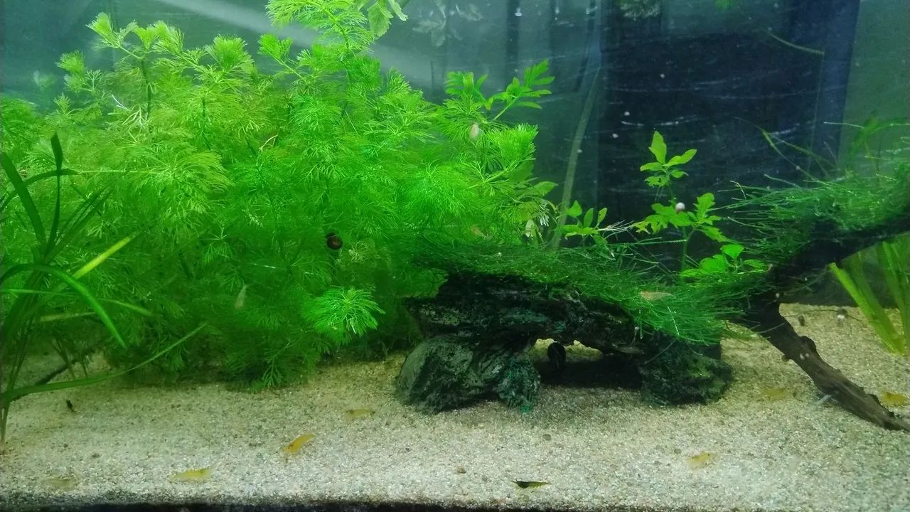 Aquários de camarões neocaridonas!!! - Foto 2