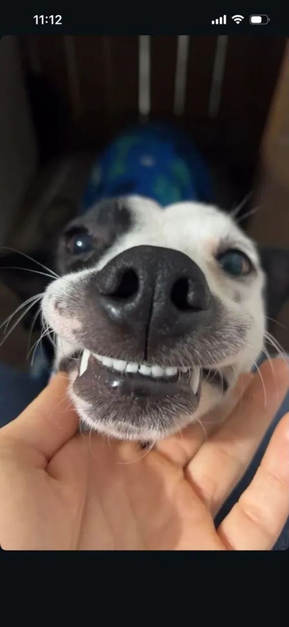 Doa-se cachorrinho - Foto 2