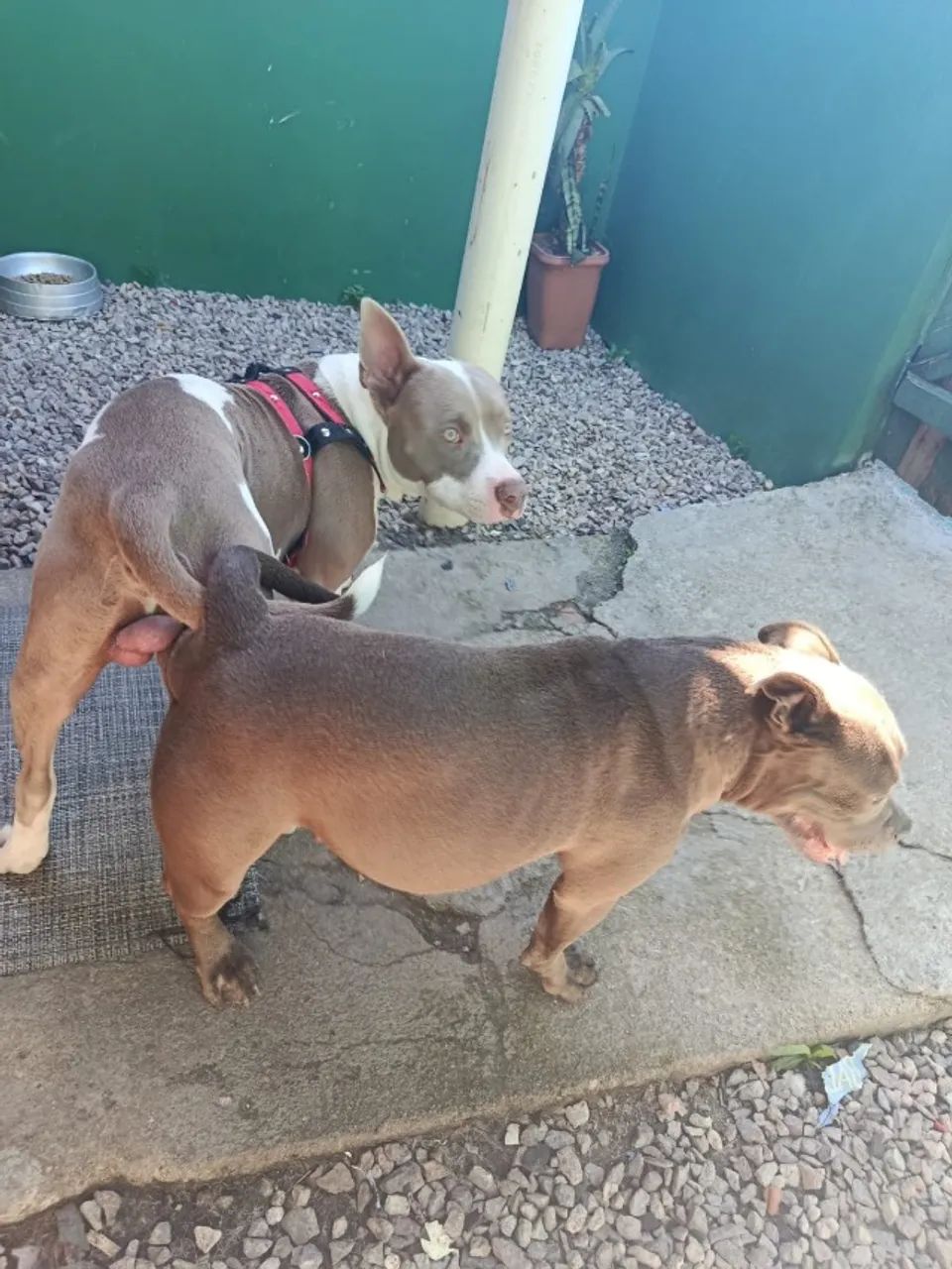 Vendo fêmea de Bully - Foto 2