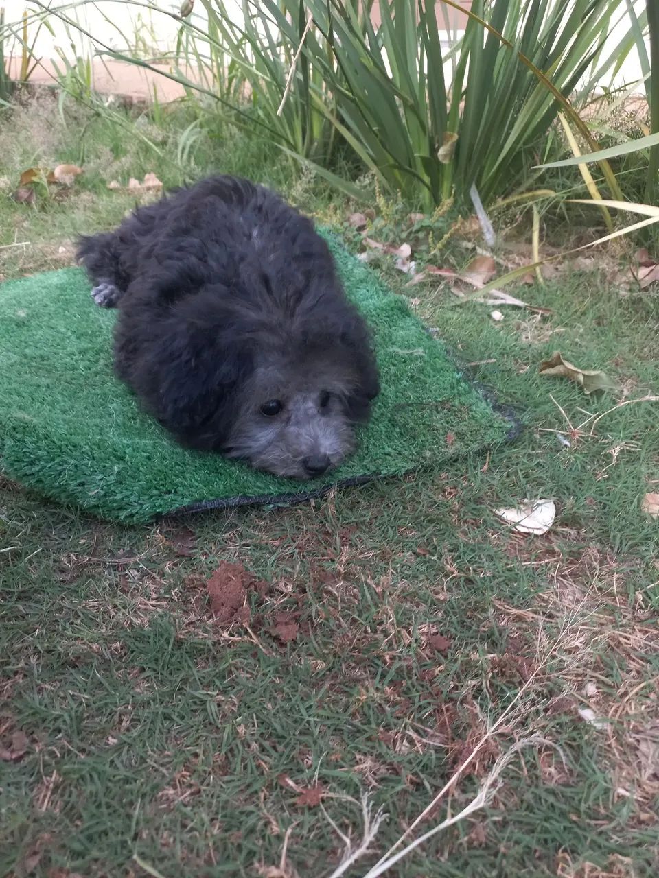 Poodle micro toy  - Foto 3