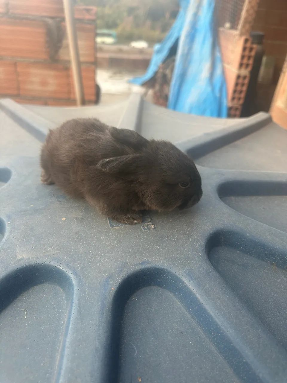 Coelho