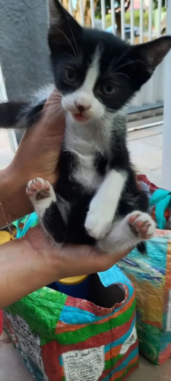 Gatinho para adoção  - Foto 3