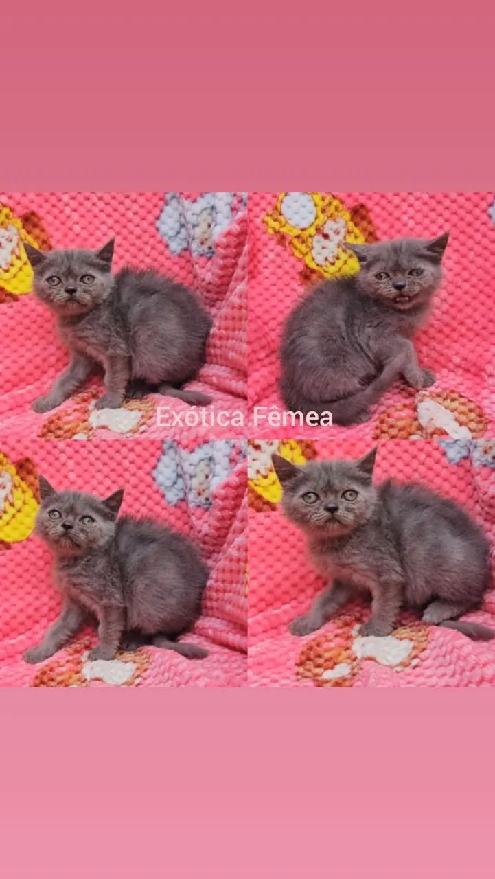 Persas, Exóticos e Himalaios Filhotes - Gatil BSB Cat  - Foto 3