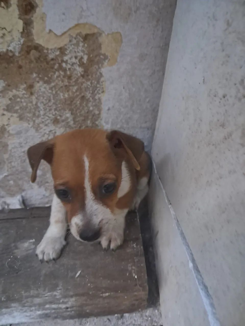 Pinscher - Foto 3