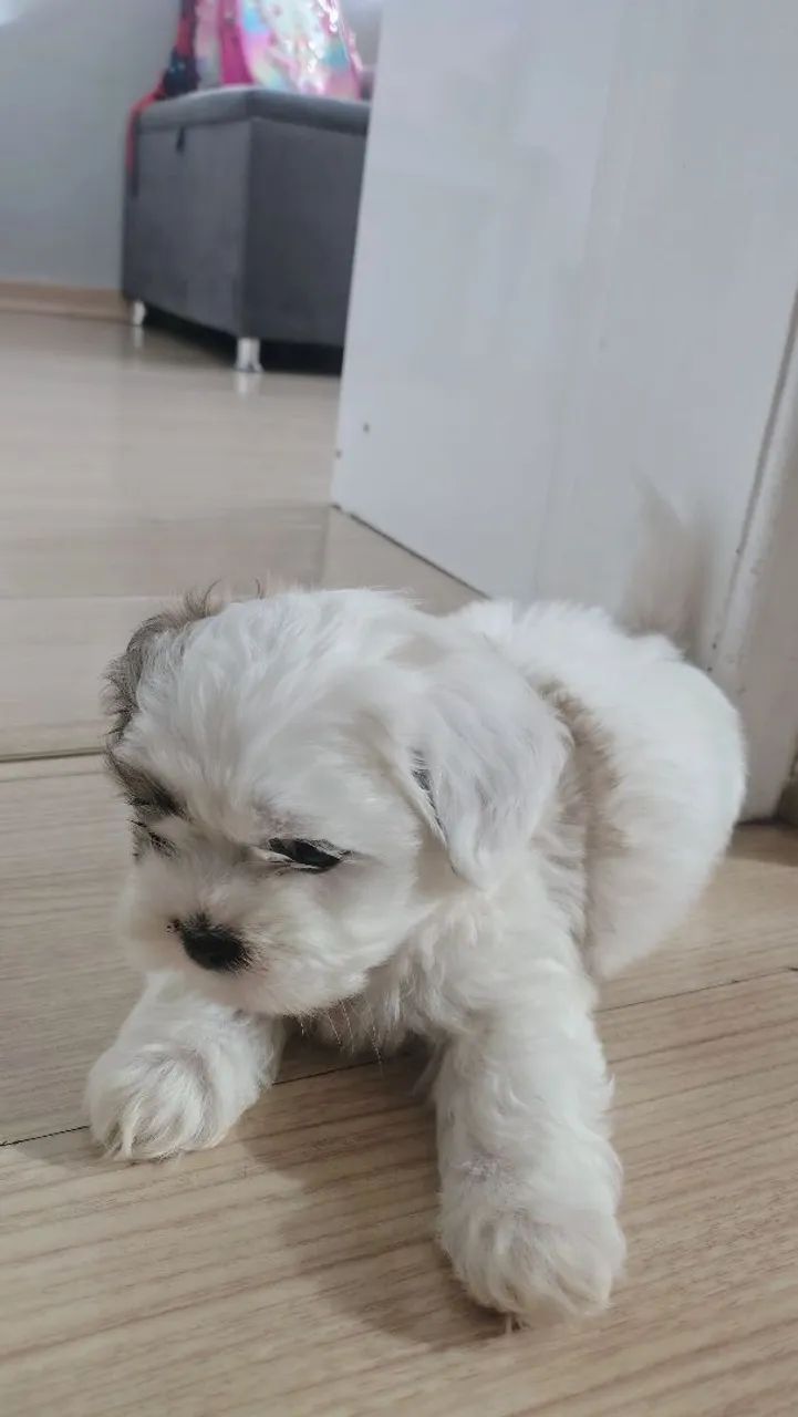 Cachorro raça shitzu