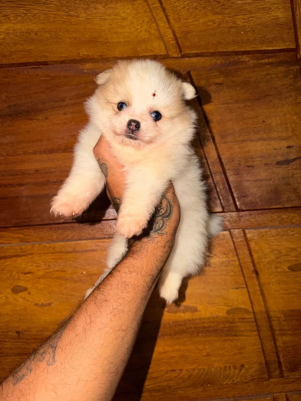 Spitz alemão  - Foto 4