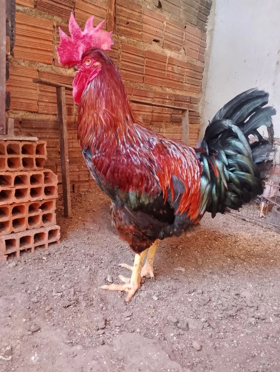 Galo gsb - Foto 2