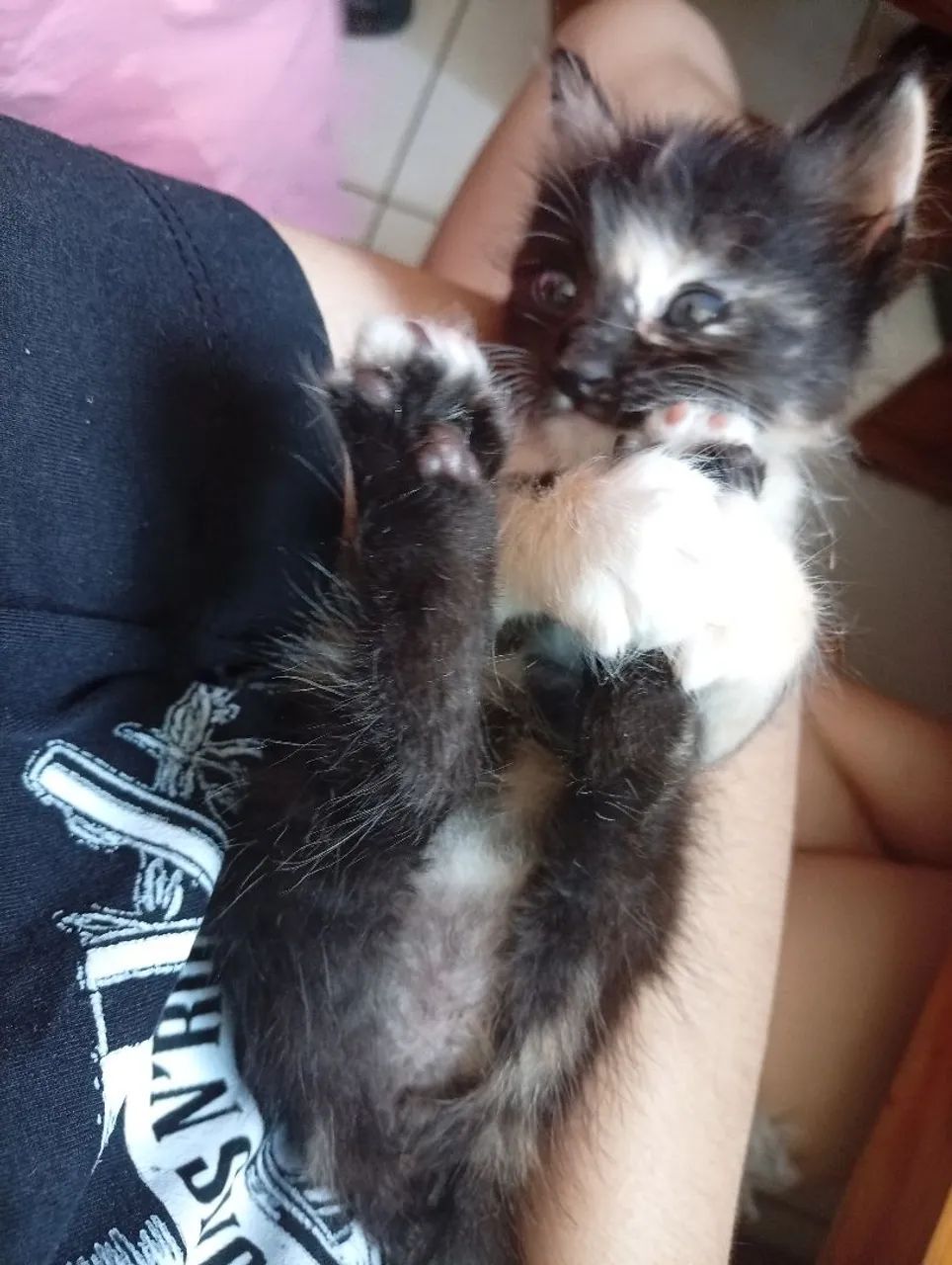 Adoção  - Foto 2