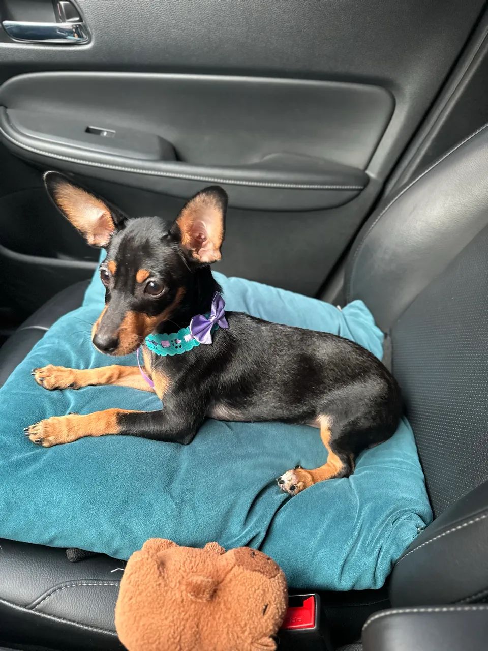 Pinscher  - Foto 5