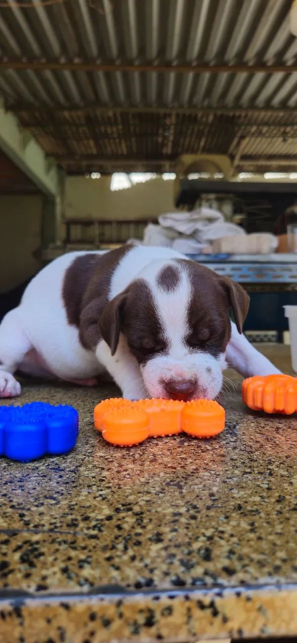 Filhotes de pitbull - Foto 6