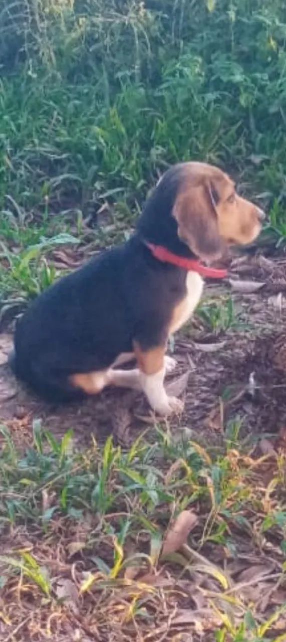  Beagle  - Foto 4