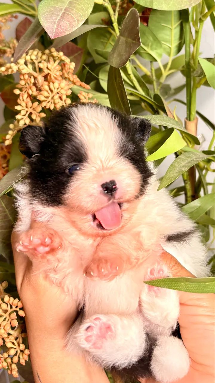 Lulu da pomerania - Foto 4