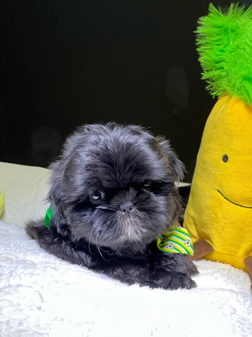 SHIHTZU MACHO - Foto 2