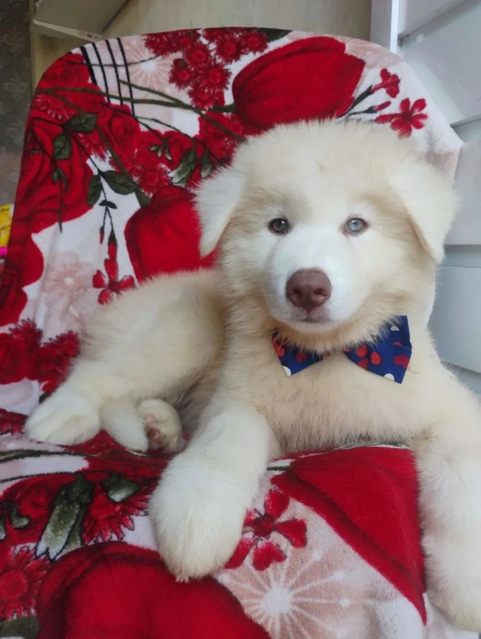 Husky Sibériano  - Foto 4
