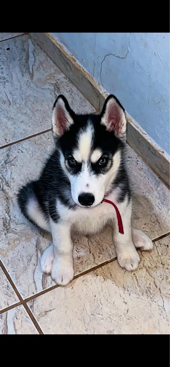 Cachorro - Foto 3