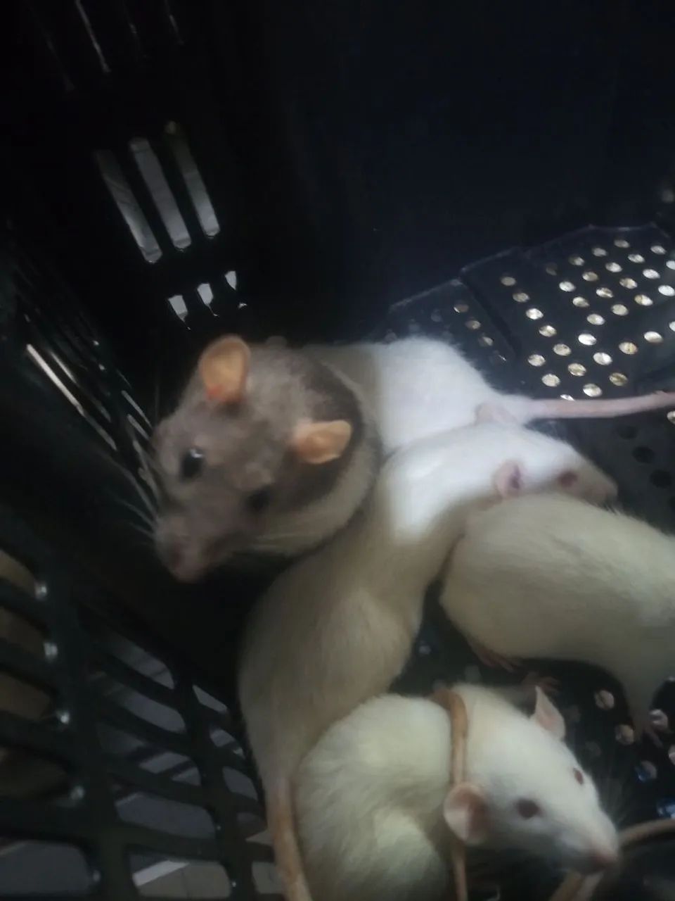 Rato Twister  - Foto 4