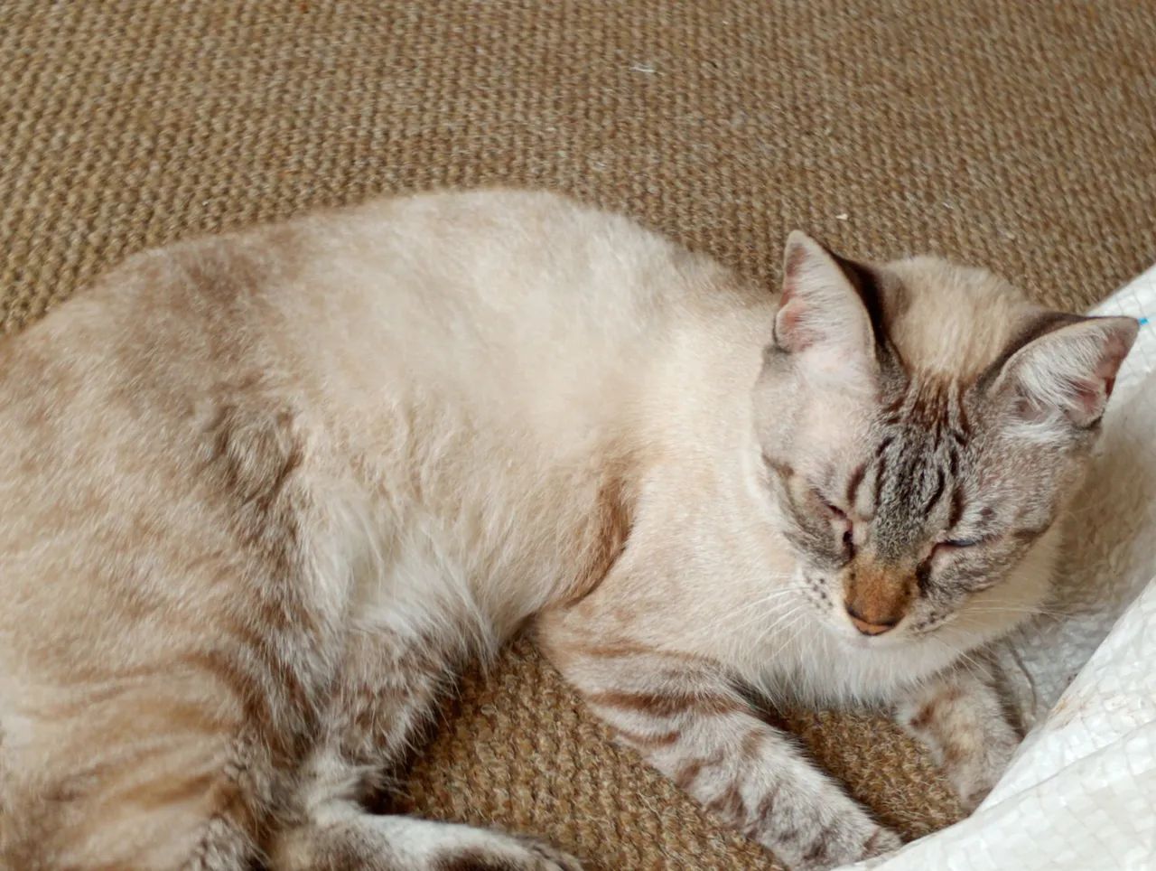 Gato - Foto 4